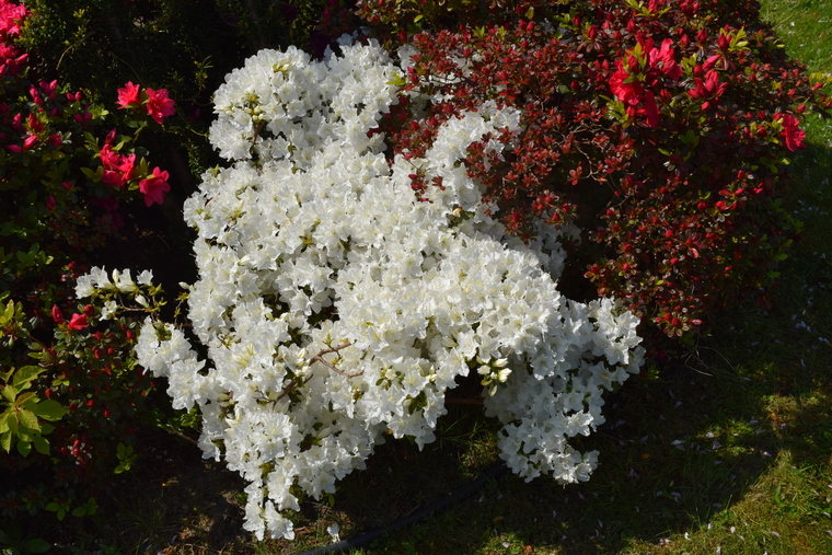 white azalea