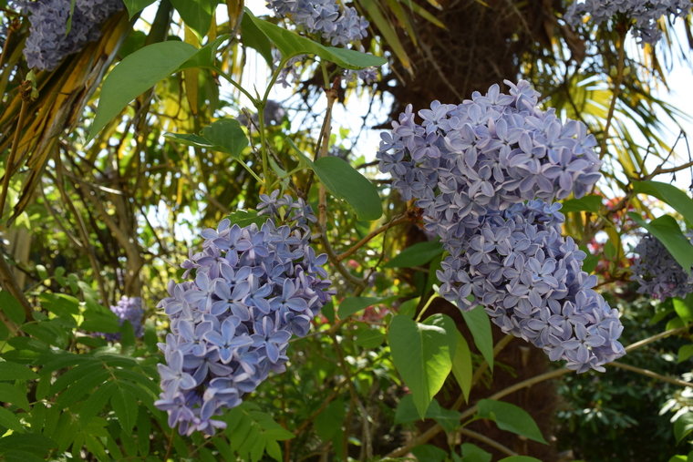 Purple Lilacs close up