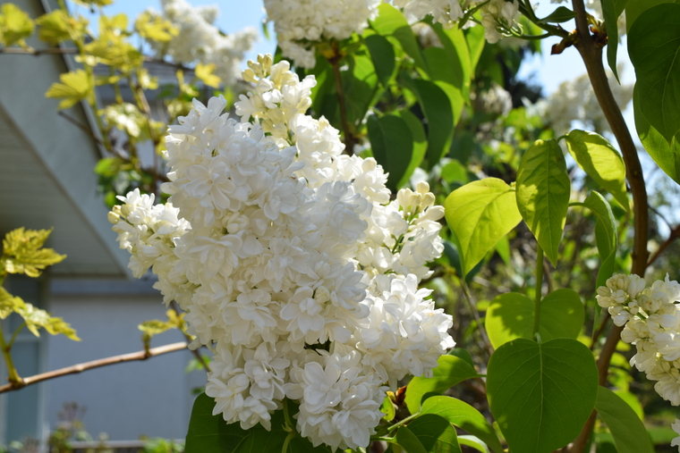 White Lilac close up