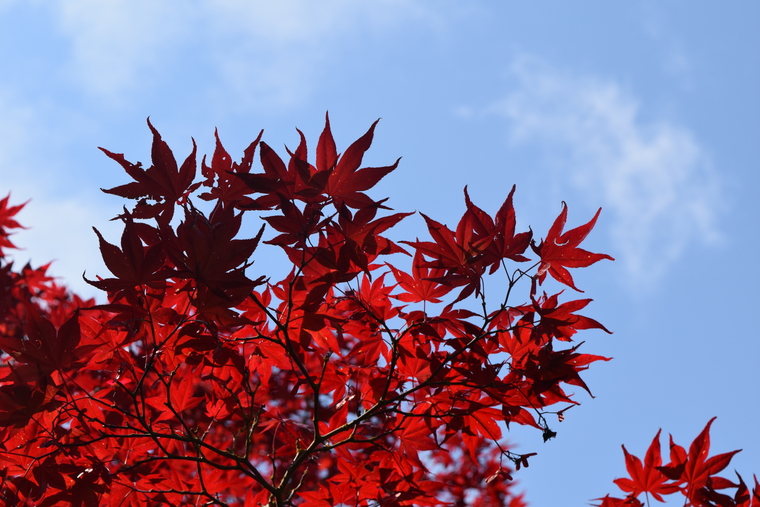 Japanese Maple with sky
