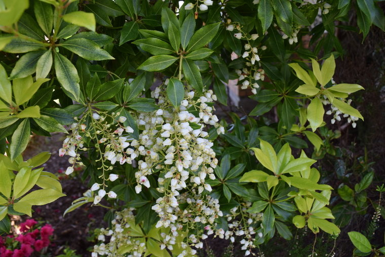 shrub with white bells