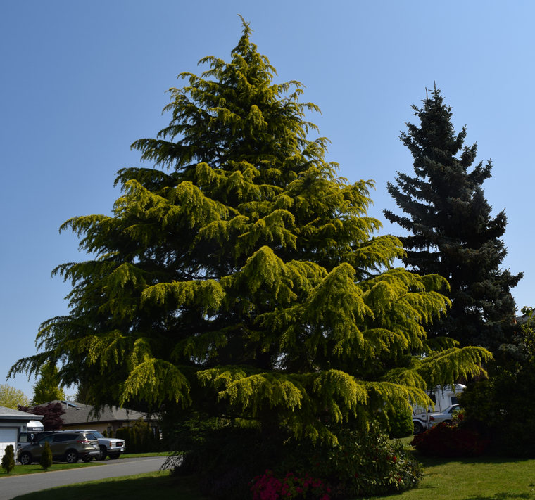 Blue Spruce & other tree