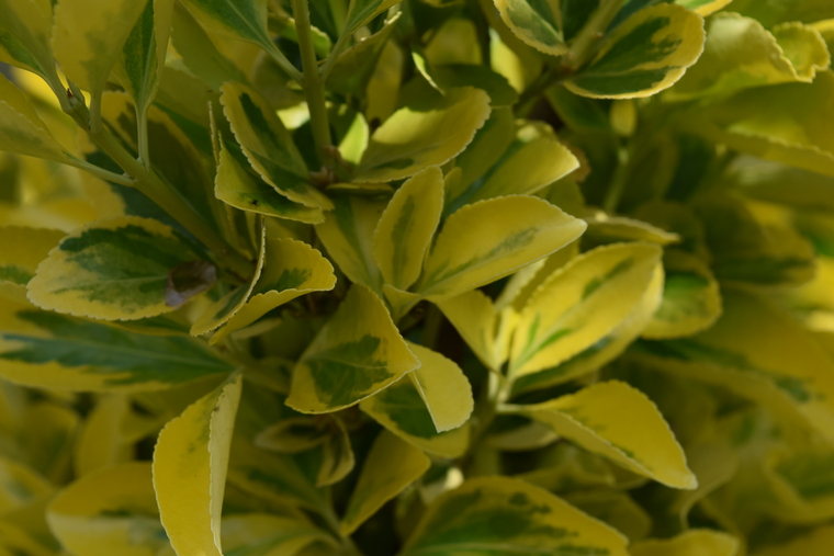 Golden shrub close up