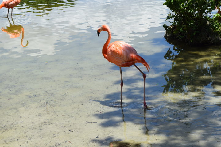 flamingo wading
