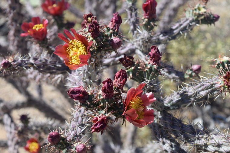 desert flower - red