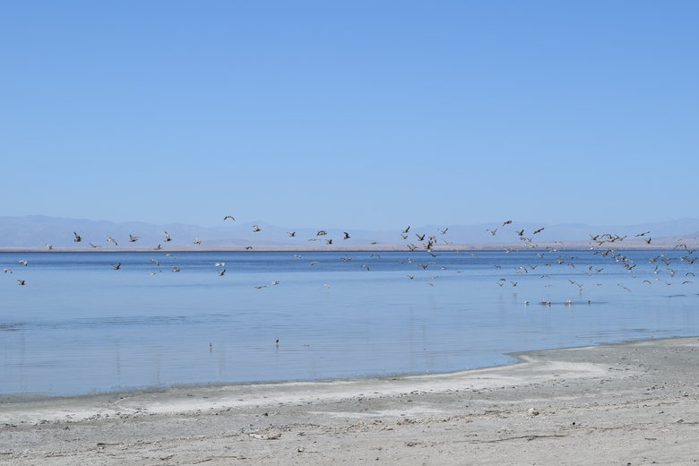 birds at Salton Sea