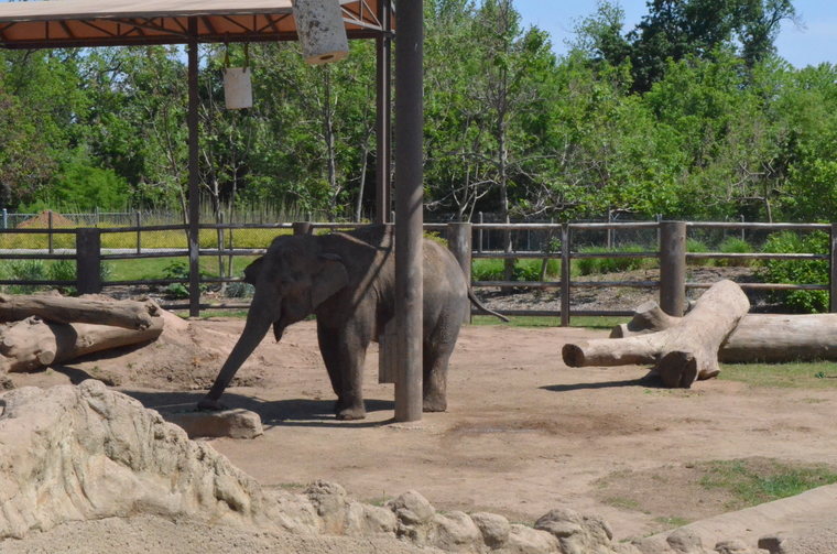Tulsa Zoo elephant