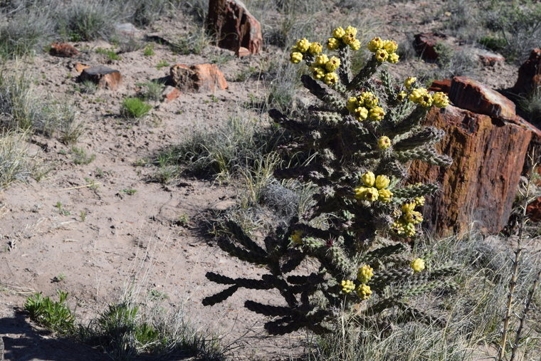 desert flower - Petrified Forest
