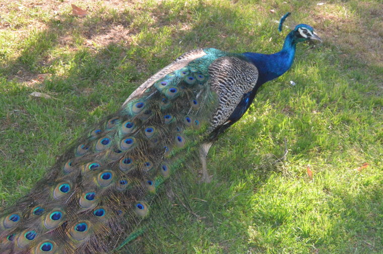 peacock - Nature