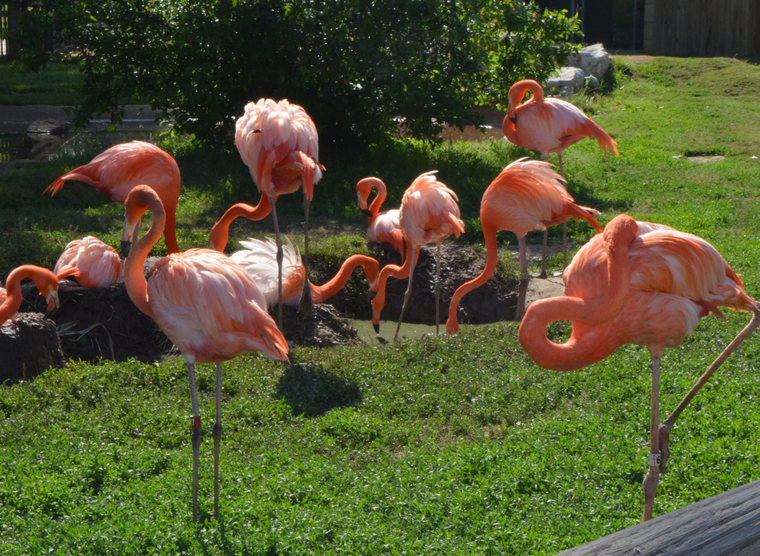 flamingo nests