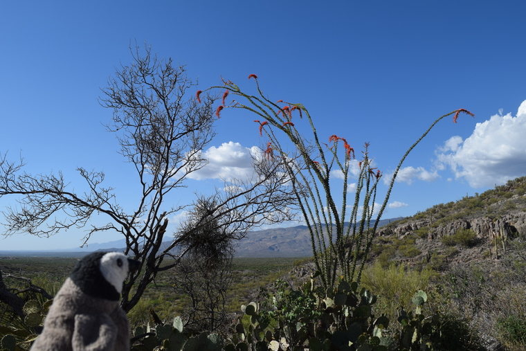 desert flower - ocotillo