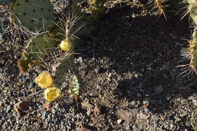 desert flower