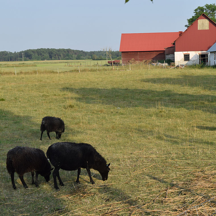 black sheep on Gotland