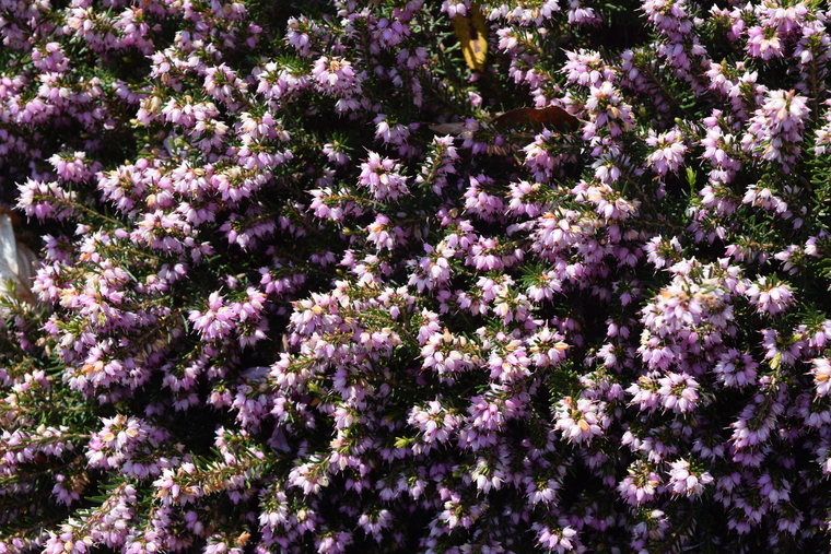 Heather close up