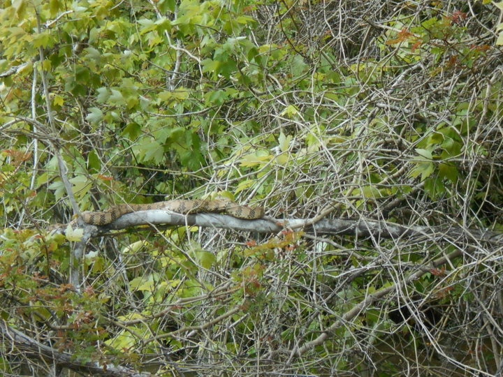 snake in tree