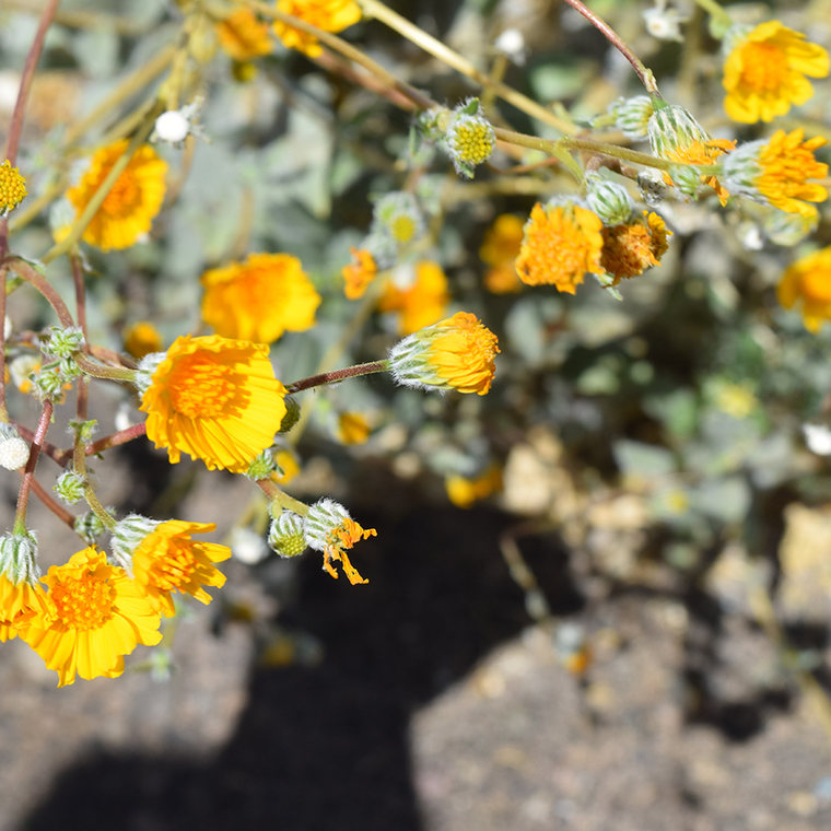 desert flower - Imperial Sand Dunes