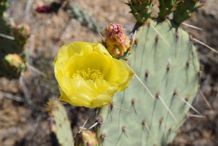 desert flower - yellow flowering cactus