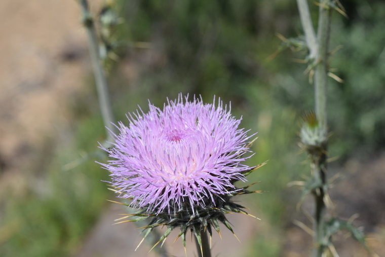 desert flower