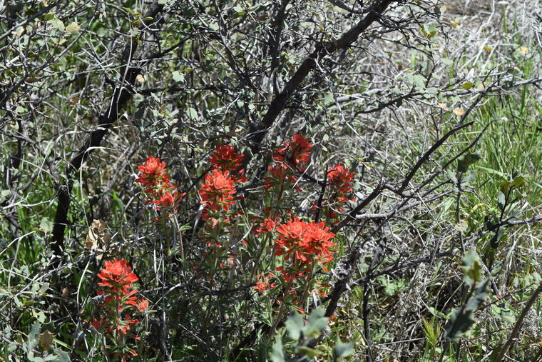 desert flower