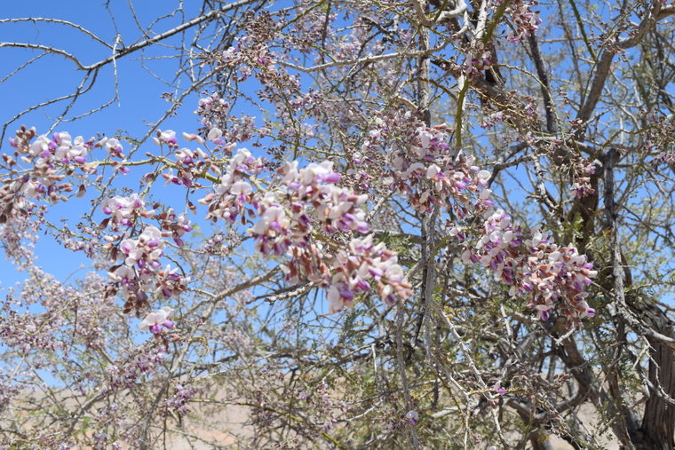 desert flower - pink shrub