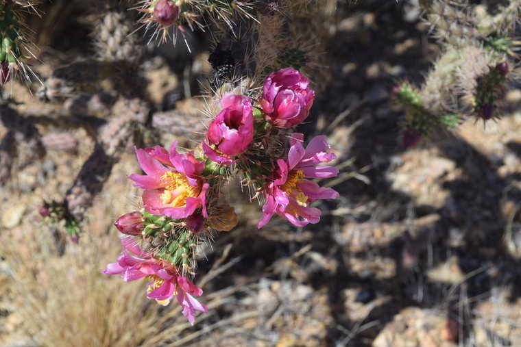 desert flower