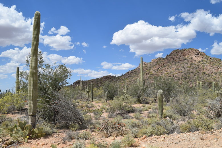 Saguaro National Park