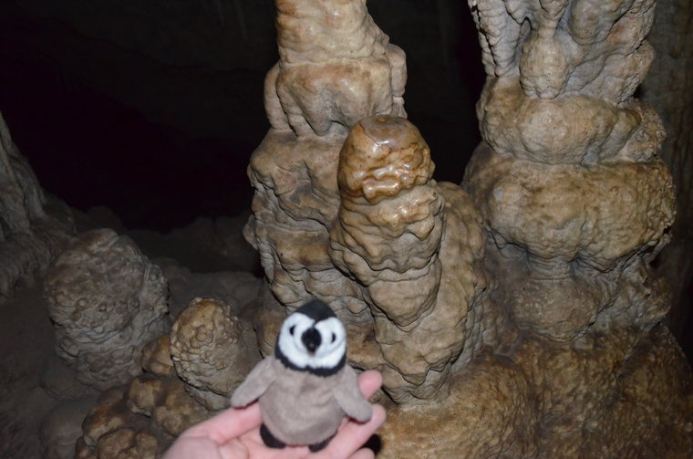Penguin and stalagmites