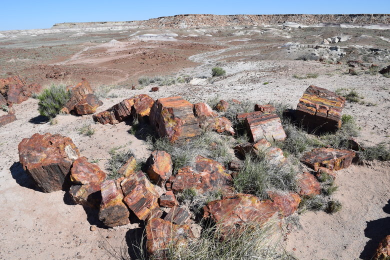 Petrified Forest