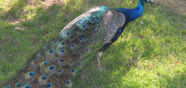 peacock - Nature