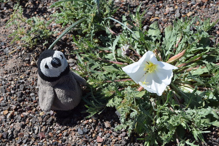 desert flower - white