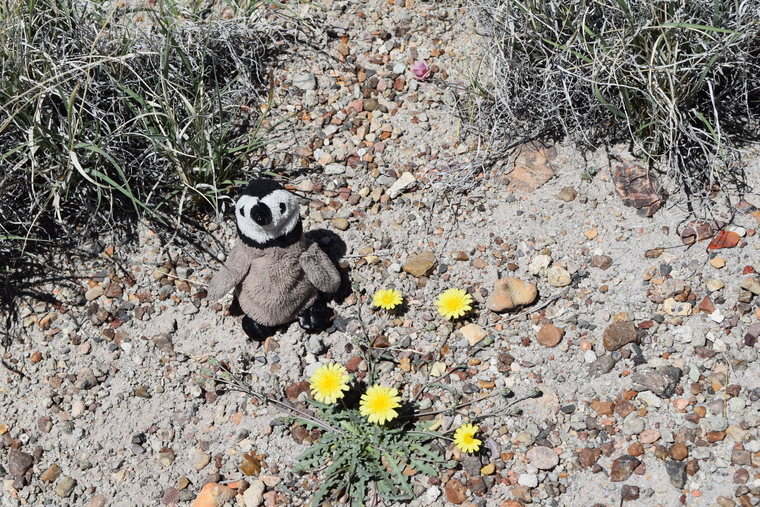 desert flower - Petrified Forest