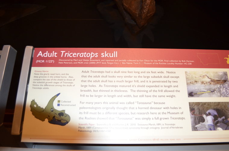 Triceratops