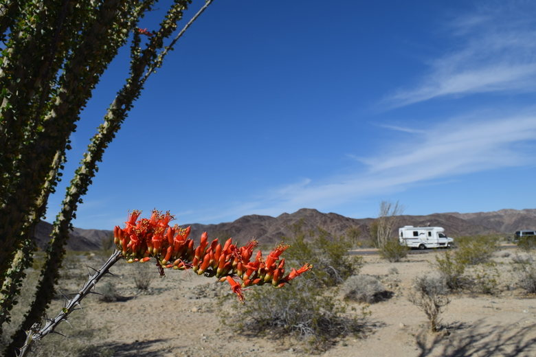 ocotillo