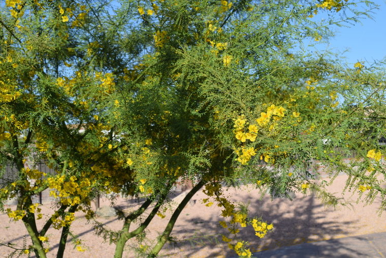 desert flower - yellow shrub