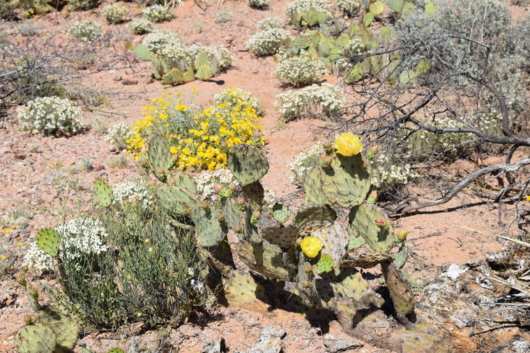 desert flower - Colossal Cave