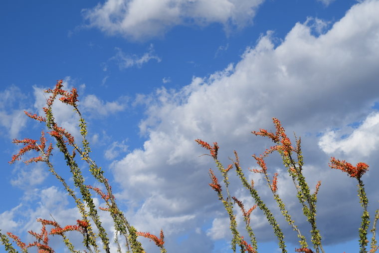 desert flower - ocotillo