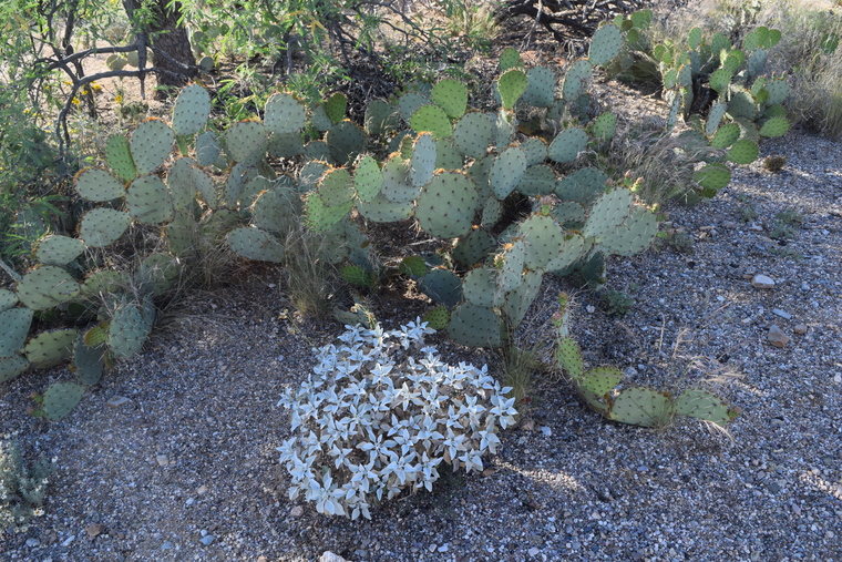 desert flower - grey