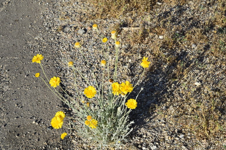 desert flower