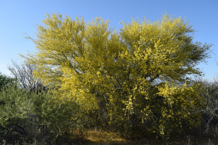 desert flower - yellow tree