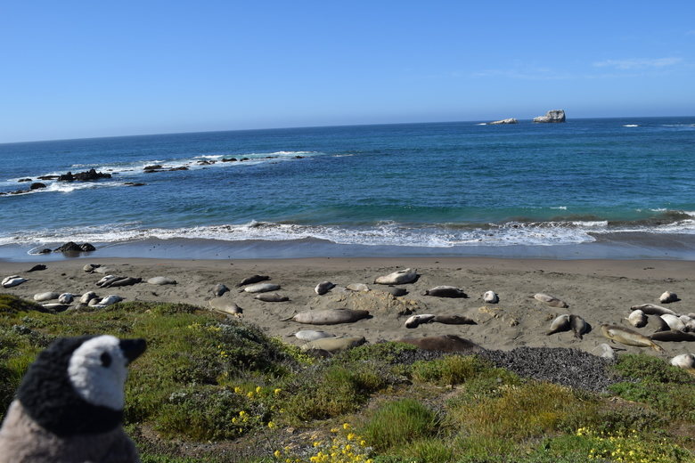 elephant seals