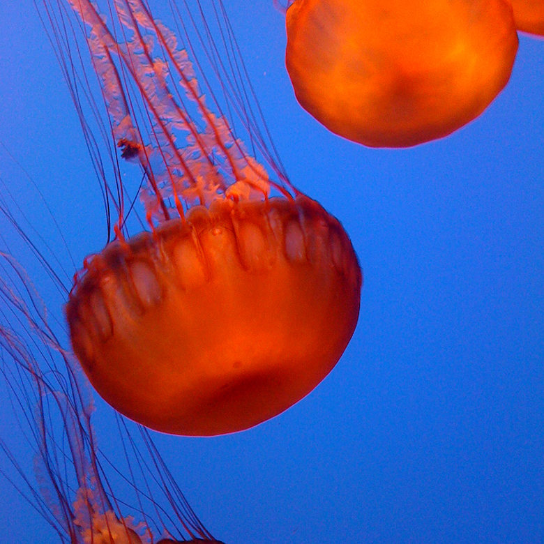 jellyfish