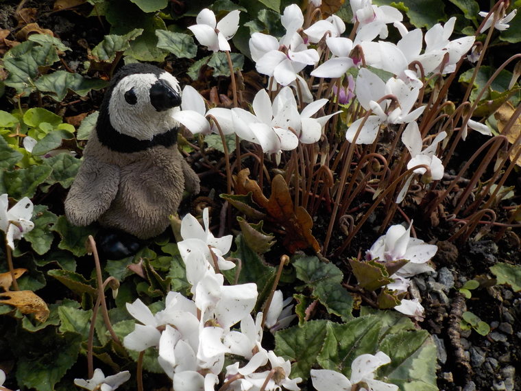 small white flowers