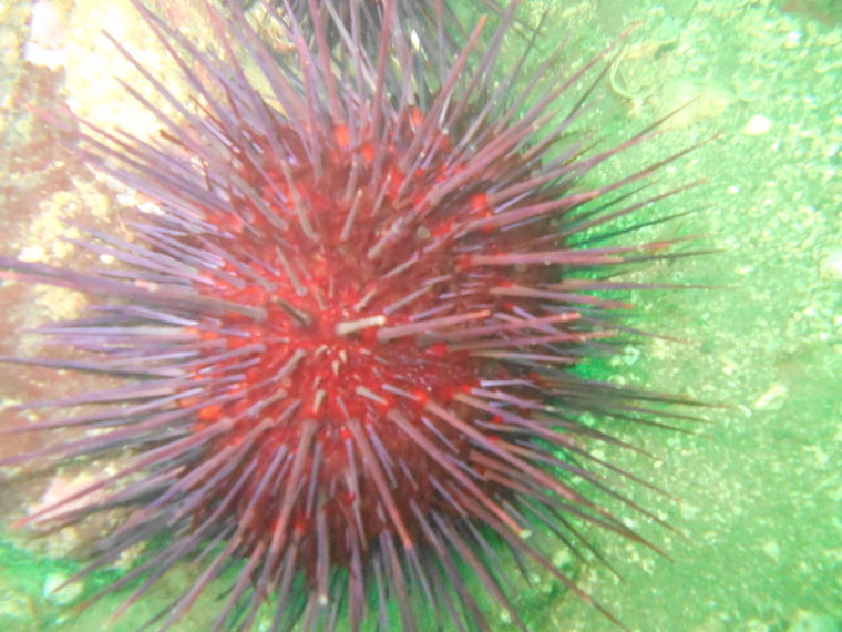 Sea Urchin